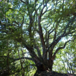 【画像】山の中になぜ島が……!?　六甲山のマイナールート「鬼ヶ島」で巨木のマザーツリーに出会う 〜 画像1