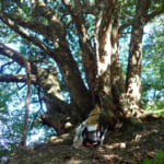【画像】山の中になぜ島が……!?　六甲山のマイナールート「鬼ヶ島」で巨木のマザーツリーに出会う 〜 画像1
