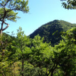 【画像】山の中になぜ島が……!?　六甲山のマイナールート「鬼ヶ島」で巨木のマザーツリーに出会う 〜 画像1