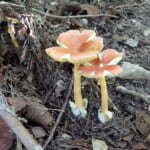 【画像】山の中になぜ島が……!?　六甲山のマイナールート「鬼ヶ島」で巨木のマザーツリーに出会う 〜 画像1