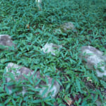 【画像】山の中になぜ島が……!?　六甲山のマイナールート「鬼ヶ島」で巨木のマザーツリーに出会う 〜 画像1