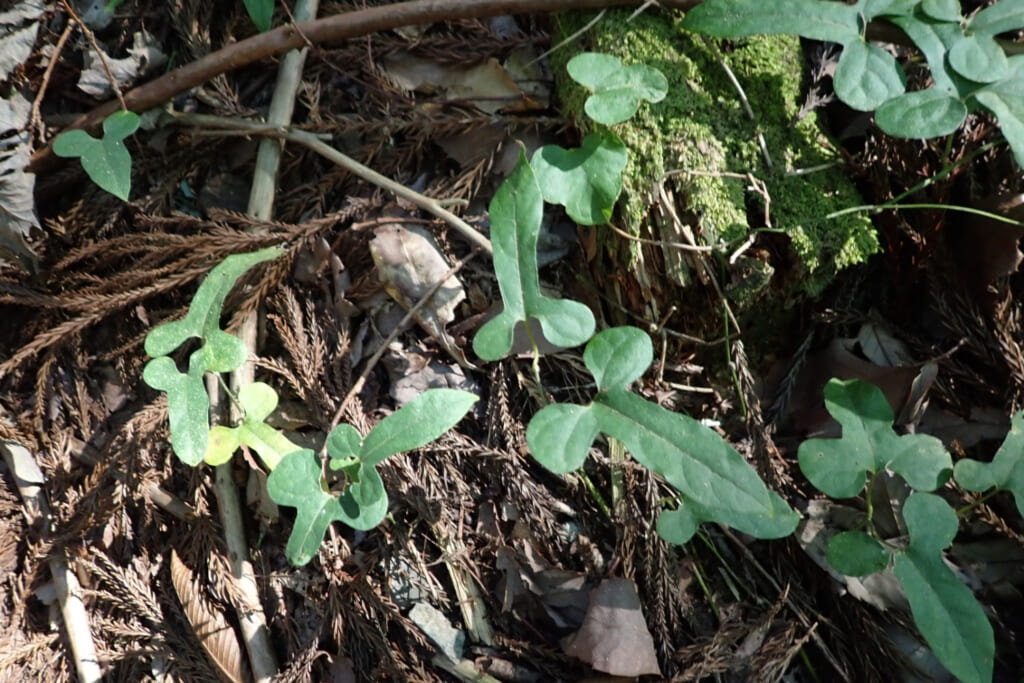 アリマウマノスズクサ