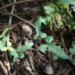 【画像】山の中になぜ島が……!?　六甲山のマイナールート「鬼ヶ島」で巨木のマザーツリーに出会う 〜 画像1