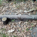 【画像】おいそれとはたどり着けない？　開発から取り残された里山にある隠れ名所「白川の夫婦岩」を探索 〜 画像1