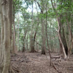 【画像】おいそれとはたどり着けない？　開発から取り残された里山にある隠れ名所「白川の夫婦岩」を探索 〜 画像1