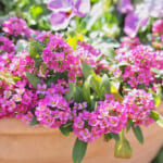 【画像】冬でも花盛り！　秋に植えて春まで楽しめる可憐なガーデンの花5選 〜 画像1