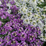 【画像】冬でも花盛り！　秋に植えて春まで楽しめる可憐なガーデンの花5選 〜 画像1