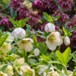 【画像】冬でも花盛り！　秋に植えて春まで楽しめる可憐なガーデンの花5選 〜 画像1