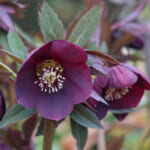 【画像】冬でも花盛り！　秋に植えて春まで楽しめる可憐なガーデンの花5選 〜 画像1