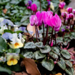 【画像】冬でも花盛り！　秋に植えて春まで楽しめる可憐なガーデンの花5選 〜 画像1