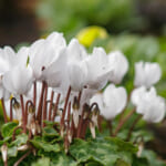 【画像】冬でも花盛り！　秋に植えて春まで楽しめる可憐なガーデンの花5選 〜 画像1