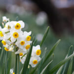 【画像】冬でも花盛り！　秋に植えて春まで楽しめる可憐なガーデンの花5選 〜 画像1