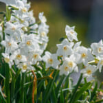 【画像】冬でも花盛り！　秋に植えて春まで楽しめる可憐なガーデンの花5選 〜 画像1