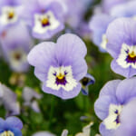 【画像】冬でも花盛り！　秋に植えて春まで楽しめる可憐なガーデンの花5選 〜 画像1