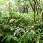 【画像】「槍」と「穂高」をいっぺんに踏破？　六甲山にはほかでは見かけない謎地名がたくさん 〜 画像1