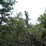 【画像】「槍」と「穂高」をいっぺんに踏破？　六甲山にはほかでは見かけない謎地名がたくさん 〜 画像1