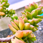 【画像】お家の玄関にある「ダイソー」で購入した多肉植物とサボテンが紅葉!? 〜 画像1