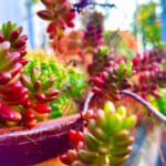 【画像】お家の玄関にある「ダイソー」で購入した多肉植物とサボテンが紅葉!? 〜 画像1