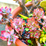 【画像】お家の玄関にある「ダイソー」で購入した多肉植物とサボテンが紅葉!? 〜 画像1