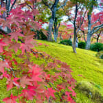 【画像】箱根強羅の紅葉が真っ盛り！　見頃を迎えた箱根美術館「天空の庭園」で真っ赤なモミジを愛でる 〜 画像1