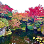 【画像】箱根強羅の紅葉が真っ盛り！　見頃を迎えた箱根美術館「天空の庭園」で真っ赤なモミジを愛でる 〜 画像1