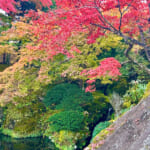 【画像】箱根強羅の紅葉が真っ盛り！　見頃を迎えた箱根美術館「天空の庭園」で真っ赤なモミジを愛でる 〜 画像1