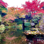 【画像】箱根強羅の紅葉が真っ盛り！　見頃を迎えた箱根美術館「天空の庭園」で真っ赤なモミジを愛でる 〜 画像1