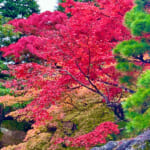 【画像】箱根強羅の紅葉が真っ盛り！　見頃を迎えた箱根美術館「天空の庭園」で真っ赤なモミジを愛でる 〜 画像1