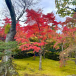 【画像】箱根強羅の紅葉が真っ盛り！　見頃を迎えた箱根美術館「天空の庭園」で真っ赤なモミジを愛でる 〜 画像1