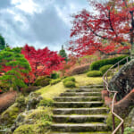 【画像】箱根強羅の紅葉が真っ盛り！　見頃を迎えた箱根美術館「天空の庭園」で真っ赤なモミジを愛でる 〜 画像1