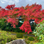 【画像】箱根強羅の紅葉が真っ盛り！　見頃を迎えた箱根美術館「天空の庭園」で真っ赤なモミジを愛でる 〜 画像1