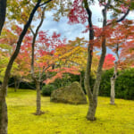 【画像】箱根強羅の紅葉が真っ盛り！　見頃を迎えた箱根美術館「天空の庭園」で真っ赤なモミジを愛でる 〜 画像1