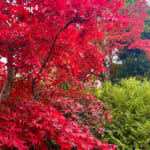 【画像】箱根強羅の紅葉が真っ盛り！　見頃を迎えた箱根美術館「天空の庭園」で真っ赤なモミジを愛でる 〜 画像1