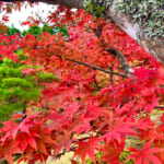 【画像】箱根強羅の紅葉が真っ盛り！　見頃を迎えた箱根美術館「天空の庭園」で真っ赤なモミジを愛でる 〜 画像1