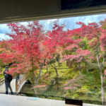 【画像】箱根強羅の紅葉が真っ盛り！　見頃を迎えた箱根美術館「天空の庭園」で真っ赤なモミジを愛でる 〜 画像1