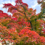 【画像】箱根強羅の紅葉が真っ盛り！　見頃を迎えた箱根美術館「天空の庭園」で真っ赤なモミジを愛でる 〜 画像1