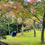【画像】箱根強羅の紅葉が真っ盛り！　見頃を迎えた箱根美術館「天空の庭園」で真っ赤なモミジを愛でる 〜 画像1