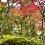 【画像】箱根強羅の紅葉が真っ盛り！　見頃を迎えた箱根美術館「天空の庭園」で真っ赤なモミジを愛でる 〜 画像1