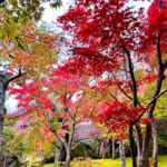 【画像】箱根強羅の紅葉が真っ盛り！　見頃を迎えた箱根美術館「天空の庭園」で真っ赤なモミジを愛でる 〜 画像1