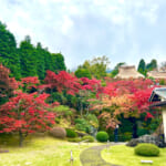 【画像】箱根強羅の紅葉が真っ盛り！　見頃を迎えた箱根美術館「天空の庭園」で真っ赤なモミジを愛でる 〜 画像1