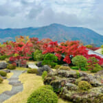 【画像】箱根強羅の紅葉が真っ盛り！　見頃を迎えた箱根美術館「天空の庭園」で真っ赤なモミジを愛でる 〜 画像1
