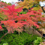 【画像】箱根強羅の紅葉が真っ盛り！　見頃を迎えた箱根美術館「天空の庭園」で真っ赤なモミジを愛でる 〜 画像1