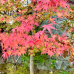 【画像】箱根強羅の紅葉が真っ盛り！　見頃を迎えた箱根美術館「天空の庭園」で真っ赤なモミジを愛でる 〜 画像1