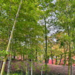 【画像】箱根強羅の紅葉が真っ盛り！　見頃を迎えた箱根美術館「天空の庭園」で真っ赤なモミジを愛でる 〜 画像1