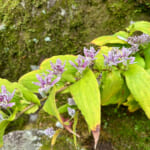 【画像】箱根強羅の紅葉が真っ盛り！　見頃を迎えた箱根美術館「天空の庭園」で真っ赤なモミジを愛でる 〜 画像1