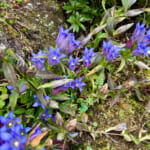 【画像】箱根強羅の紅葉が真っ盛り！　見頃を迎えた箱根美術館「天空の庭園」で真っ赤なモミジを愛でる 〜 画像1