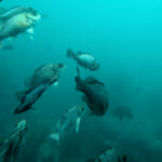 【画像】まるで海の中を散歩しているような体験ができる！　水族館とはひと味違う「海中展望塔」とは 〜 画像1