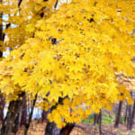 【画像】キレイな紅葉と富士山どどーんの絶景が楽しめる！  小楢山ハイクで山ごはんと温泉を満喫 〜 画像1