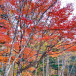 【画像】キレイな紅葉と富士山どどーんの絶景が楽しめる！  小楢山ハイクで山ごはんと温泉を満喫 〜 画像1