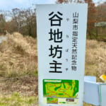 【画像】キレイな紅葉と富士山どどーんの絶景が楽しめる！  小楢山ハイクで山ごはんと温泉を満喫 〜 画像1